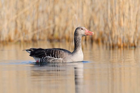 Greylag goose (Anser anser) swimming, North Rhine-Westphalia, Germany