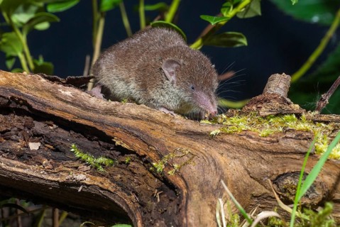 Crocidura Russula, Greater White-Toothed Shrew, House Shrew, Insectivora, Insectivora, Mammals,