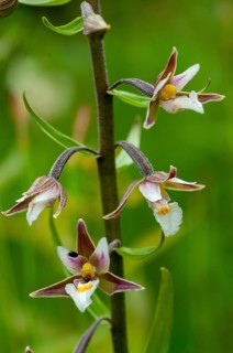 Common marsh root, epipactis palustris, orchidaceae, orchids, orchid family, swamp sitter, marsh