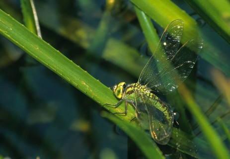 Aeshna Viridis, Green Hawker, Green Mosaic Maiden, Willow Emerald Damselfly, Anisoptera,