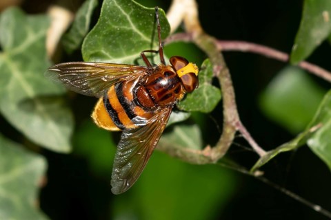 Hornet mimic fly (Volucella zonaria) adult insect on an Ivy leaf, Suffolk, England, United Kingdom
