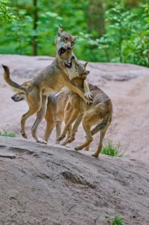 Wolves interacting energetically on sandy ground in the forest, summer, wolf (Canis lupus), Germany