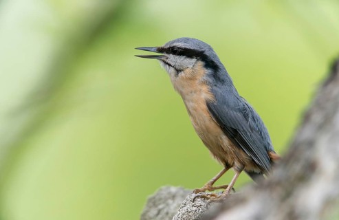 Nuthatch, Sitta Europaea, Birds, Call, Passeri, Call, Songbirds, Birds