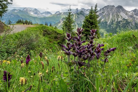 Alpine Bartsia (Bartsia alpina), Fellhorn, with the Allgäu Alps in the background, Oberstdorf,