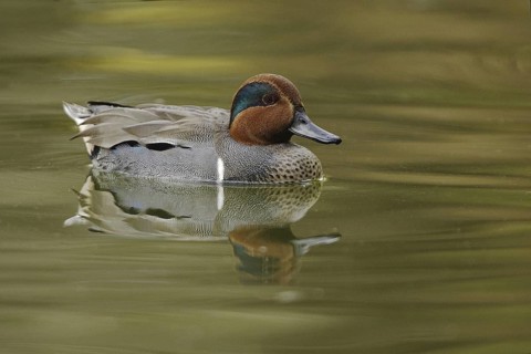 Green-winged Teal (Anas carolinensis) male, Arizona, USA