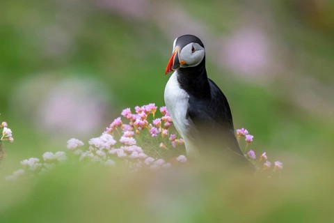 Puffin (Fratercula arctica), Sumburgh Head, Mainland, Shetland Islands, Scotland, Great Britain