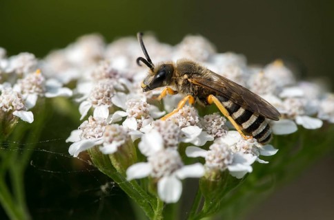 Apidae, bees, furrow bee, yellow-haired furrow bee, halictus scabiosae, hymenoptera, great banded