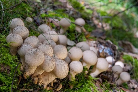 Bottle bovist, bottle dust, lycoperdone perlatum, dust, common puffball, devil's snuff box, fungi,