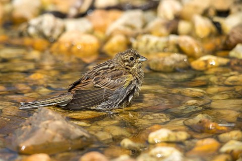 Emberiza Citrinella, Yellowhammer, Yellowhammer, Bath, Bird Bath, Birds, Adolescent, Juvenile,