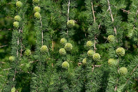 European larch (Larix decidua), branches with green cones, North Rhine-Westphalia, Germany