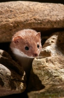 Carnivora, least weasel, mouse weasel, mustela nivalis, predators, mammals, raptors, mammals