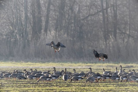 Bean geese (Anser fabalis), Emsland, Lower Saxony, Germany