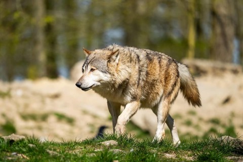 Eastern wolf (Canis lupus lycaon) walking on a meadow, Bavaria, Germany