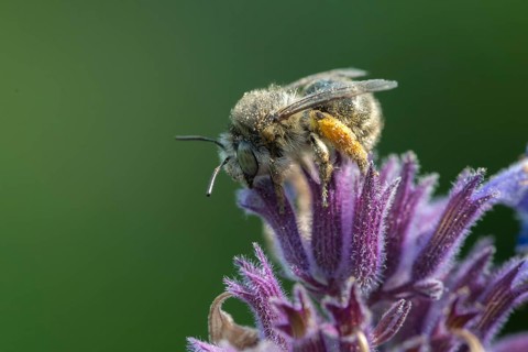 Anthophora acervorum, anthophora plumipes, apidae, bees, spring fur bee, common fur bee,