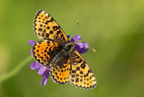 Fiery moth, Melitaea Didyma, red moth, spotted fritillary, butterfly, insects, butterfly,