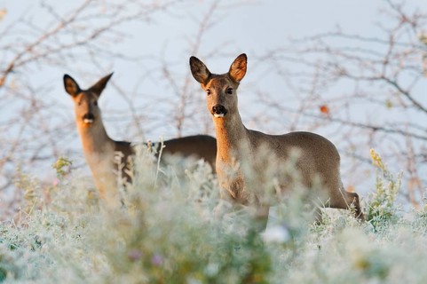 European roe deer (Capreolus capreolus), does in winter, North Rhine-Westphalia, Germany