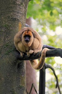 Black howler monkey (Alouatta caraya), adult, female, tree, sitting, alert, South America