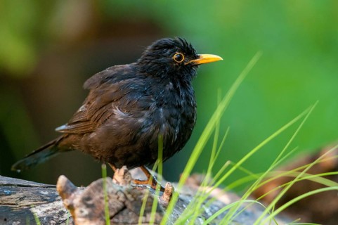 Blackbird, Turdus Merula, Bath, Bird Bath, Birds, Passeri, Songbirds, Songbirds, Potion, Birdbath,