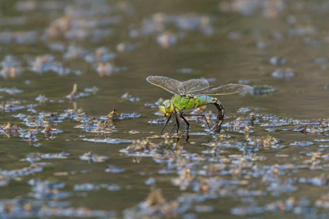 Emperor dragonfly (Anax imperator) adult female insect laying eggs or ovipositing in a pond in