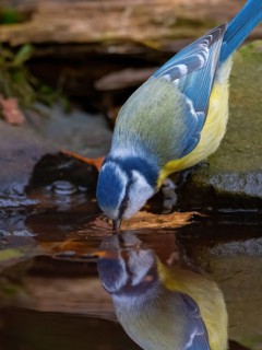 A blue tit at a watering hole in the forest, North Rhine-Westphalia, Germany
