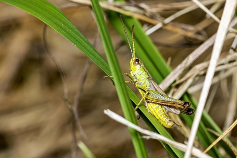 A grasshopper perched on green and brown blades of grass in a natural setting: the Meadow