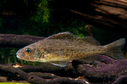 Gymnocephalus cernuus, tadfish, pope, ruff, fish, fishes, pisces