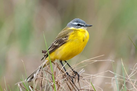 Motacilla flava, sheeptail, western yellow wagtail, yellow wagtail, birds, male, passeri,