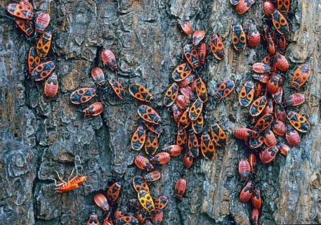 Firebug, common fire bug, Pyrrhocoris apterus, insects, bugs