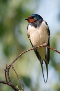 Hirundo rustica, house martin, barn swallow, birds, high size, portrait format, passeri, swallows,