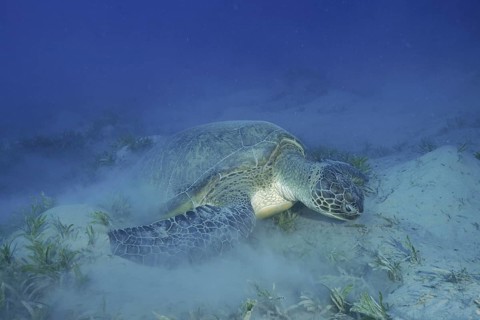 A green turtle (Chelonia mydas) feeds on seagrass on a sandy seabed, stirring up sand, dive site: