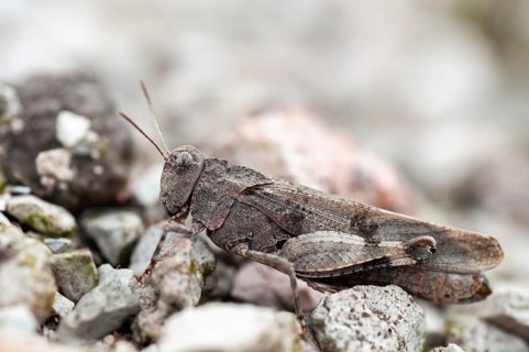 Blue-winged wasteland scare, caelifera, grasshoppers, short-feeler scare, Oedipoda caerulescens,