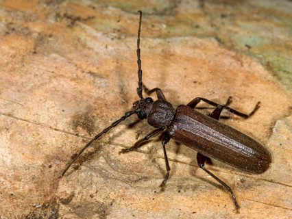 Arhopalus tristis, burnt pine longhorn beetle, pits spec.1, beetle, longhorn beetle, coleoptera,