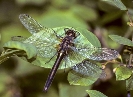 Brilliant emerald, shiny emerald dragonfly, somatochlora metallica, anisoptera, damselflies,