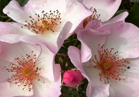 Close-up of Pierre Gagnaire rose petals with Staubbl #ttern, Deutsches Rosarium, Westfalenpark,
