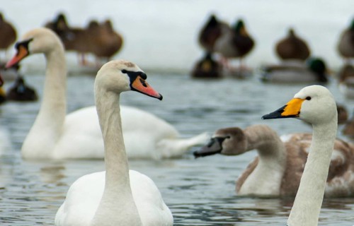 Cygnus cygnus, cygnus olor, mute swan, whooper swan, anatidae, birds, duckbirds, collared swan,