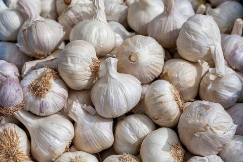 Countless white garlic bulbs lying close together, Majorca, Balearic Islands, Spain