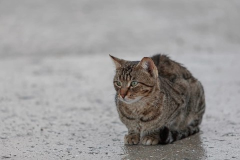 Domestic cat (Felis silvestris catus) in the rain, Cyprus