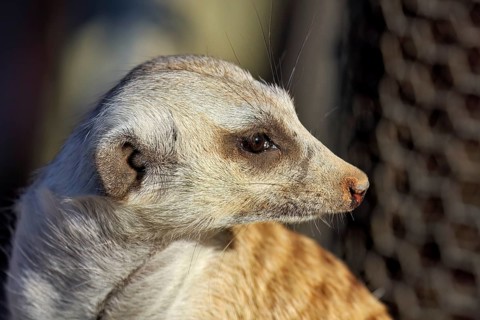 Close-up of a meerkat with an attentive gaze, a grid in the background out of focus, The meerkat at