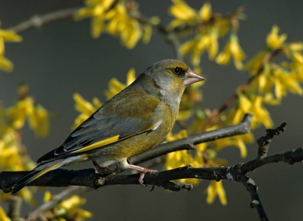 Carduelis chloris, chloris chloris, greenfinch, greenfinch, greenfinch, greenfinch, birds, garden,