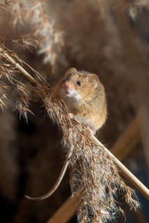 Harvest mouse, Micromys minutus, rodents, rodentia, dwarf mouse, high size, portrait format,
