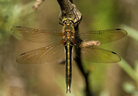 Cordulia aenea, downy emerald, common emerald dragonfly, anisoptera, damselflies, dragonflies,