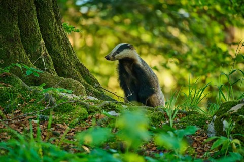 A badger next to a moss-covered tree in the forest in daylight, European badger (Meles meles),