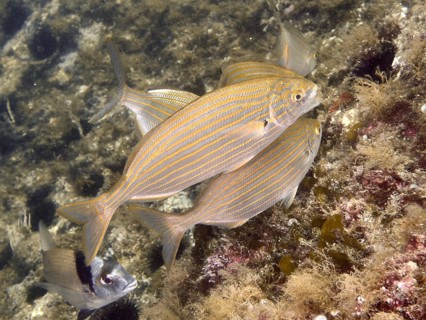A school of striped fish, salema porgy (Sarpa salpa), swimming over a sea bed covered in marine