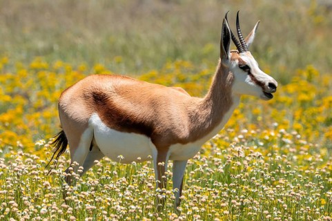 Springbok (Antidorcas marsupialis) in a flower meadow, Mountain Zebra National Park, South Africa