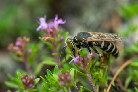 Bembix rostrata, common European sand wasp, crabroniade, hymenoptera, gyro wasp, digging wasps,