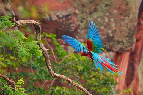 A colourful parrot sits on a branch with its wings wide open in front of a red rock, Green-winged