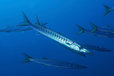 A school of barracuda (Sphyraena sphyraena) swims energetically in the blue ocean, at the Giens