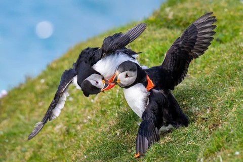 Two puffins (Fratercula arctica), puffins, fighting, Hermaness National Nature Reserve, Unst,