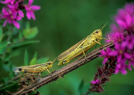 Caelifera, field locusts, grasshoppers, short-feeler scare, mecostethus grossus, stethophyma