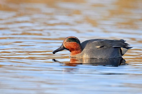 Teal (Anas crecca), drake, North Rhine-Westphalia, Germany